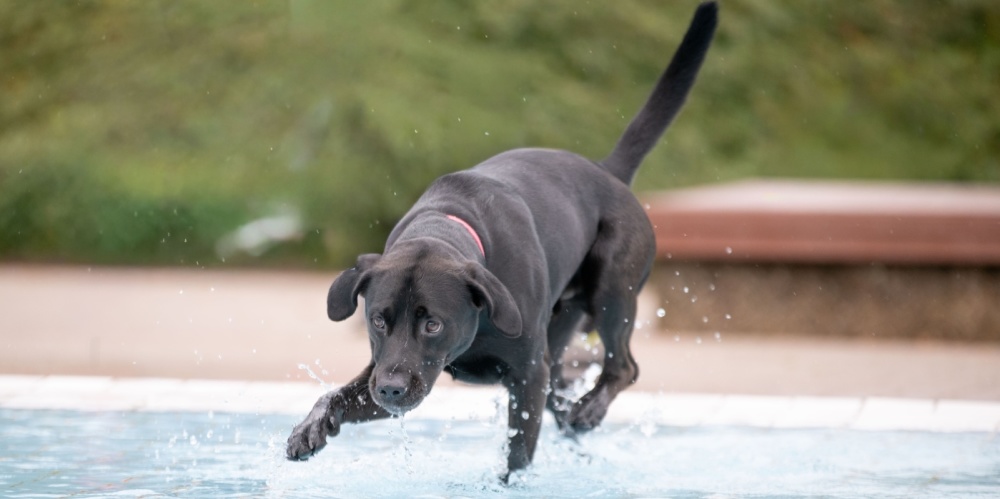 Hund springt ins Schwimmbecken
